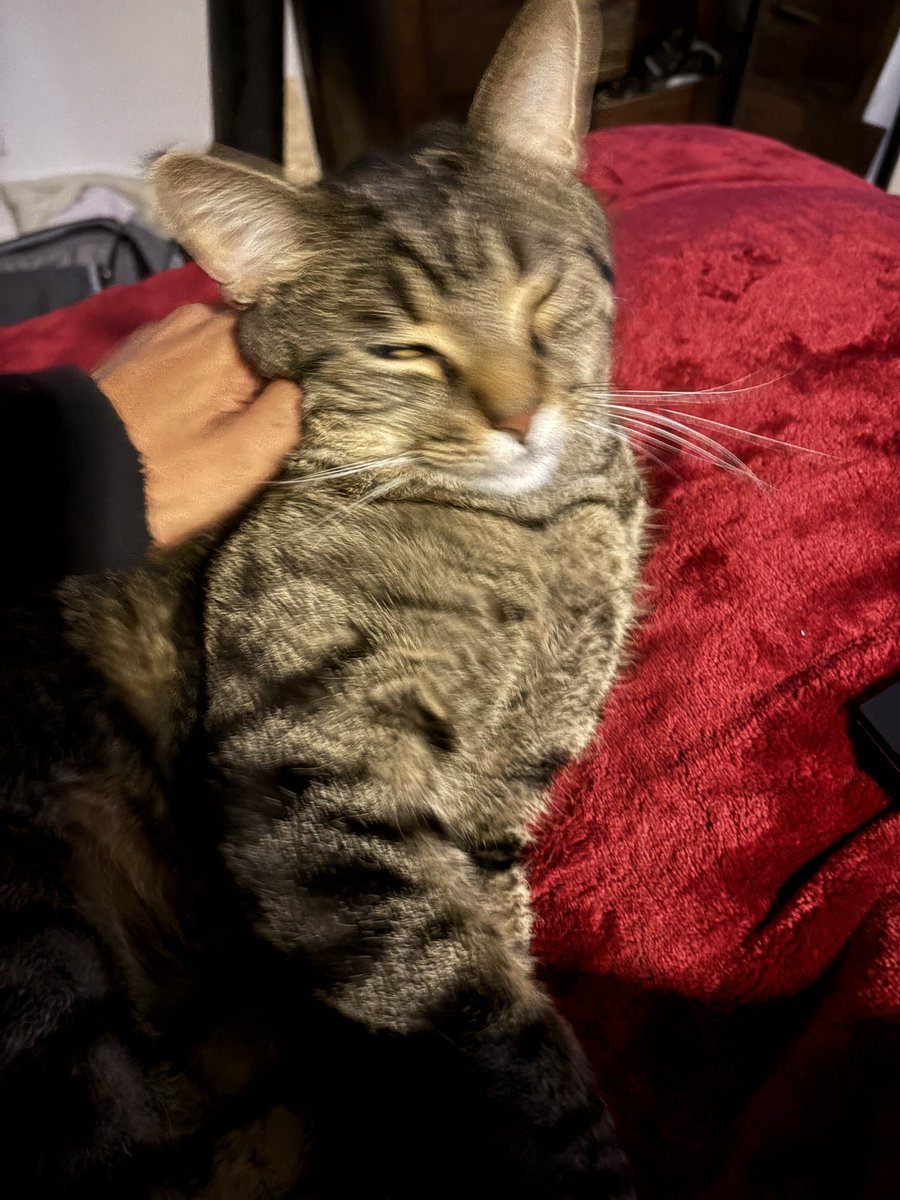 experimentalung's tweet photo. he just woke up and did a little chirp and instantly starting purring i think he forgot i was home im crying https://t.co/pFb56cLvnA