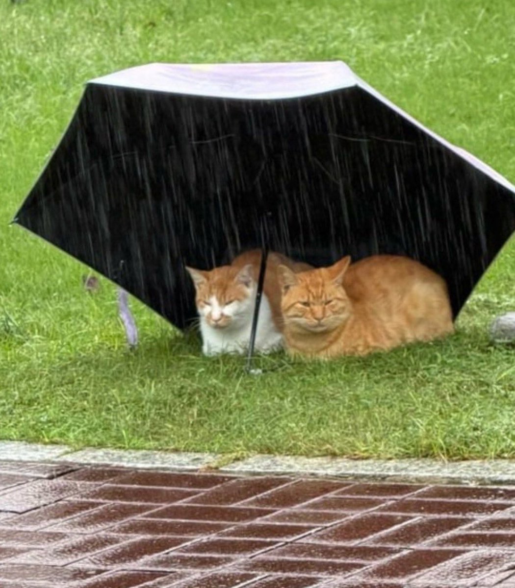 pubity's tweet photo. Two cats were spotted hanging out under an umbrella during a storm in Nanjing, China. https://t.co/5ZYkjOgZvh