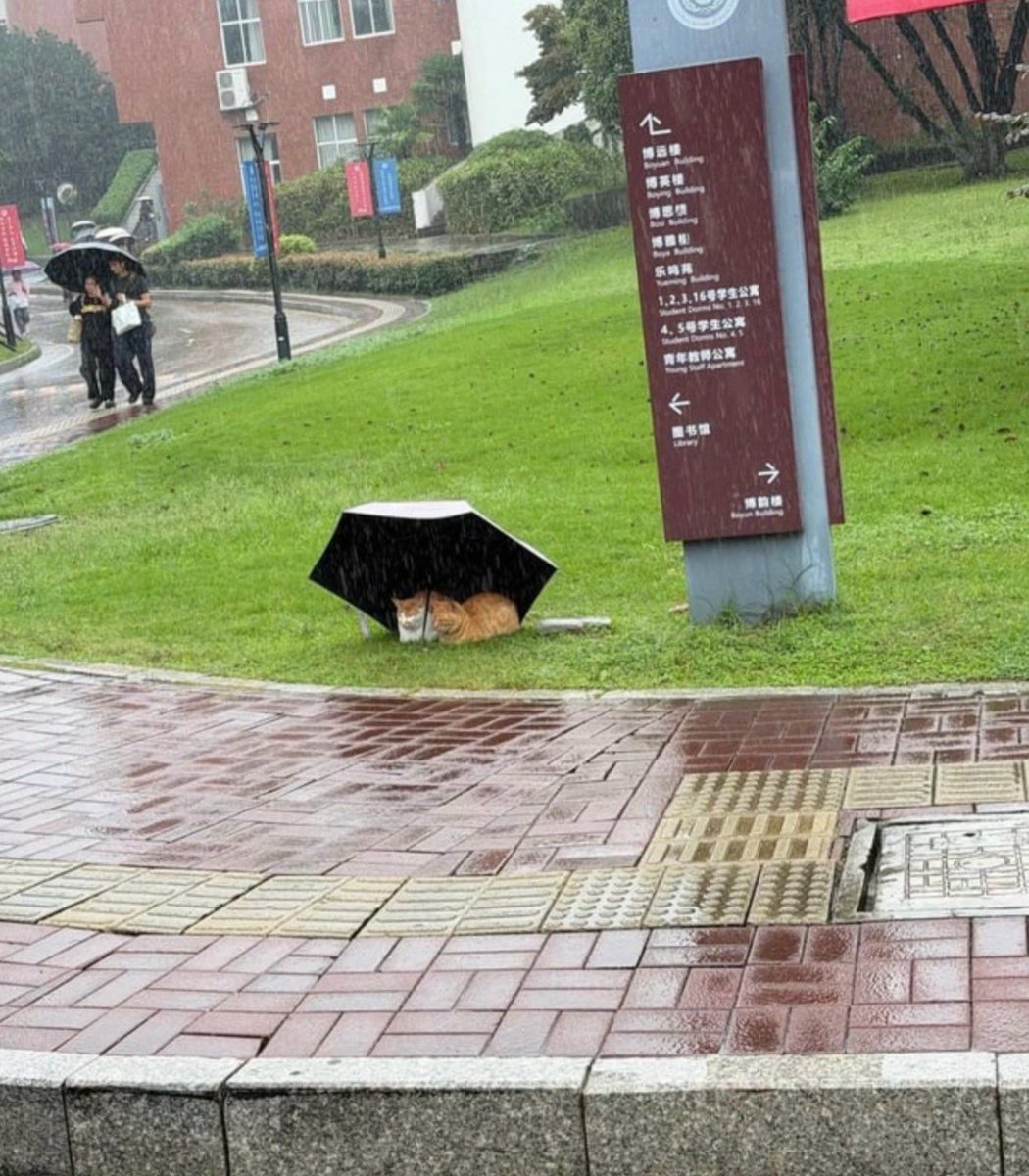 pubity's tweet photo. Two cats were spotted hanging out under an umbrella during a storm in Nanjing, China. https://t.co/5ZYkjOgZvh