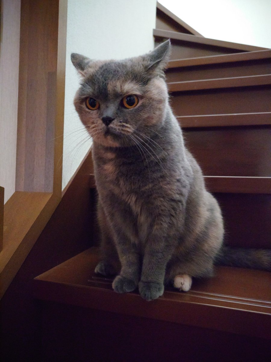 pote_rong's tweet photo. おはようございます。
今週ももう少し、頑張りましょう。
#ブリティッシュショートヘア 
#猫のいる暮らし https://t.co/qMMO1hHAGw