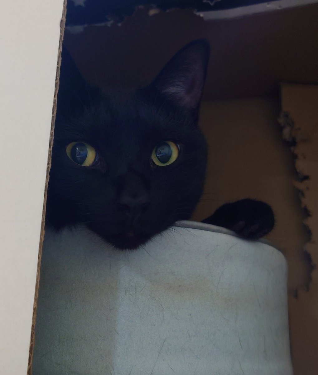 chachamaru34's tweet photo. 本日早朝
カーテンレールの上から🌈を振りまいたとして黒猫のユキ(5)容疑者が現行犯確保されました
「ケコケコせずやった反省はしていない
ナイアガラが趣味だ」
と供述しており現在余罪も含めカーテンを清掃中との事です https://t.co/BxpzKX6VsB