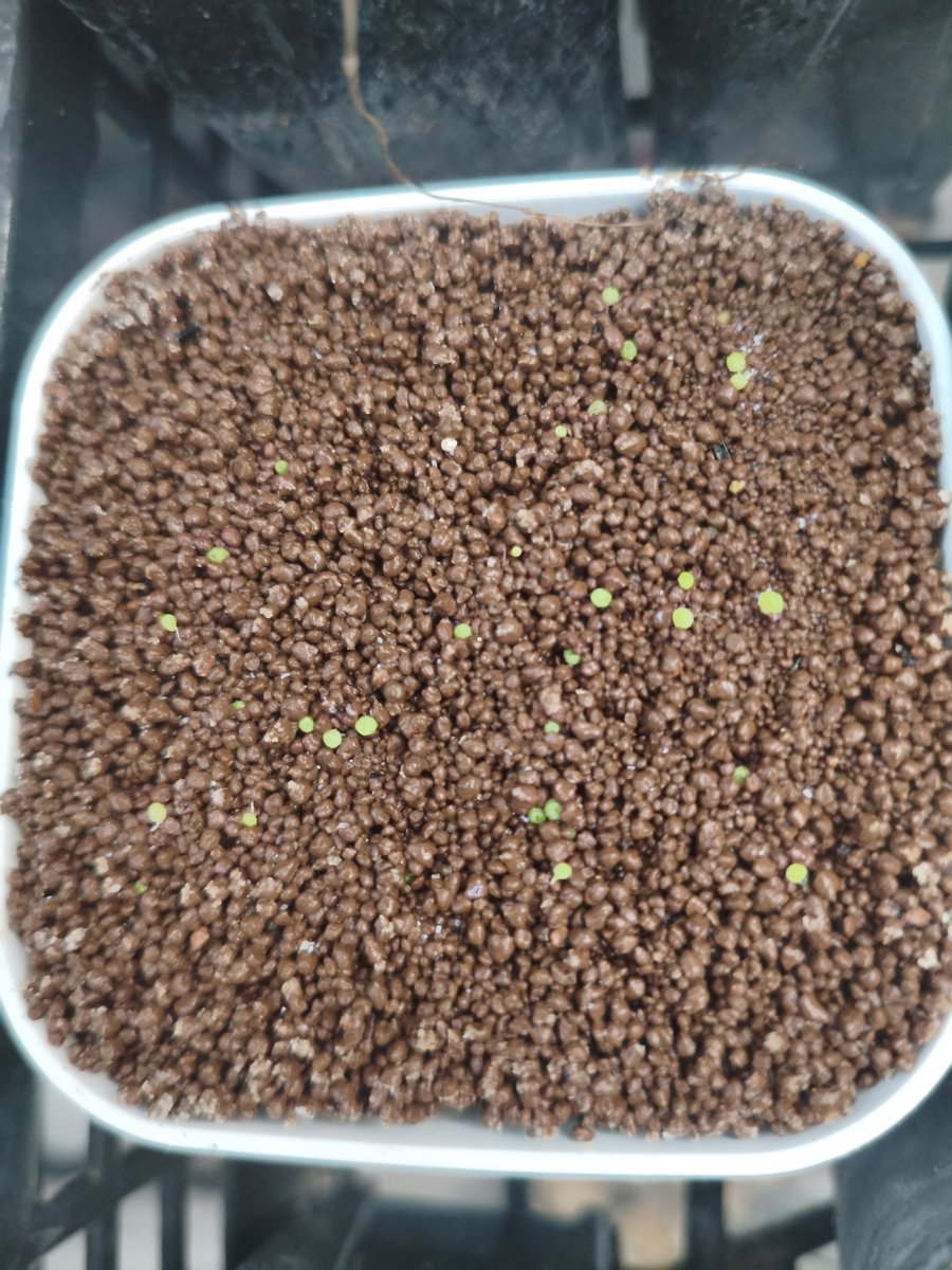 000newtype26538's tweet photo. #コノフィツ��キット2026
微妙にふえてる https://t.co/Xxd8KrizLQ