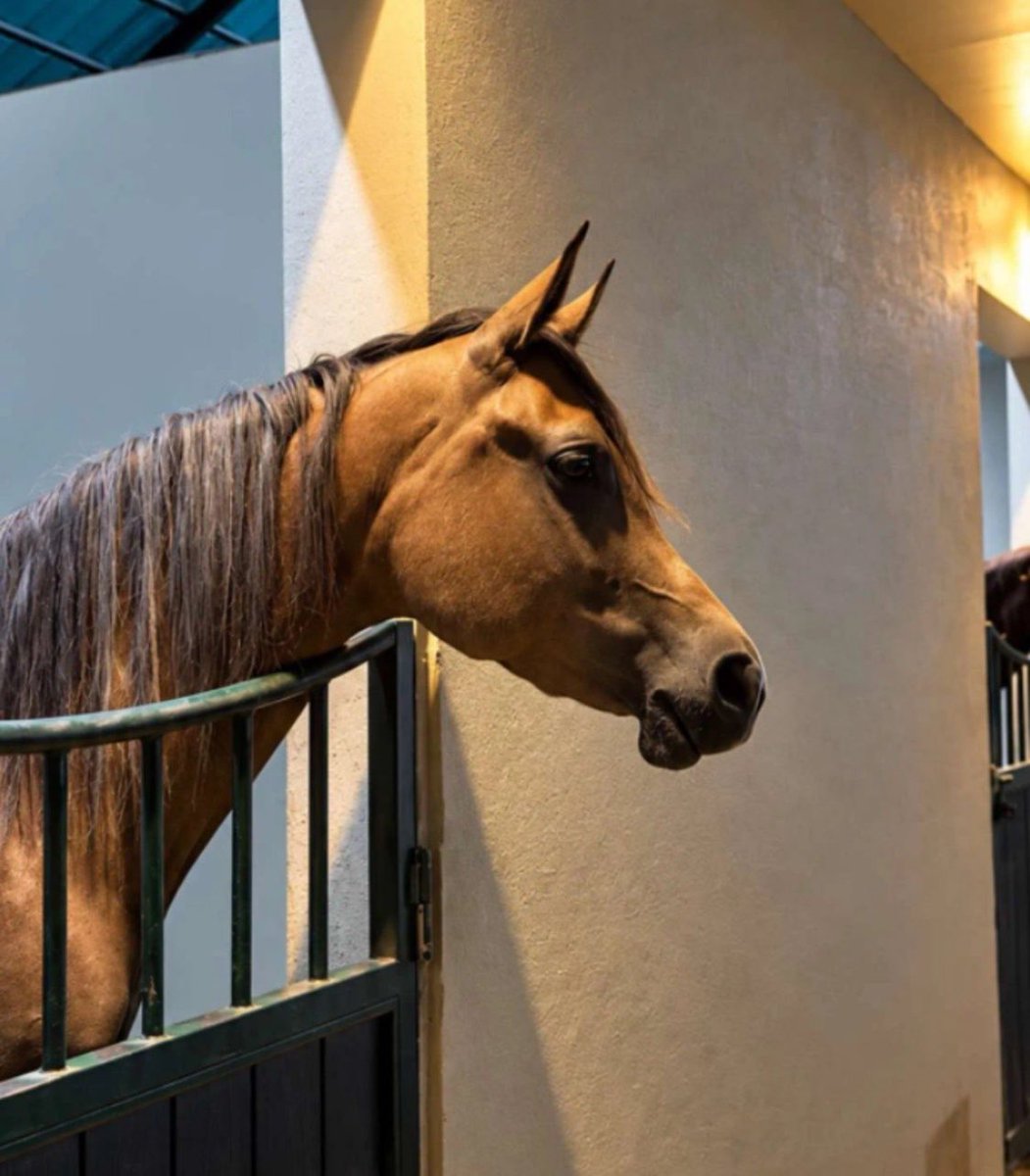 Apz05o's tweet photo. #علي_عواض 
🐎🤎🤎🤎 https://t.co/ClT63XliGk
