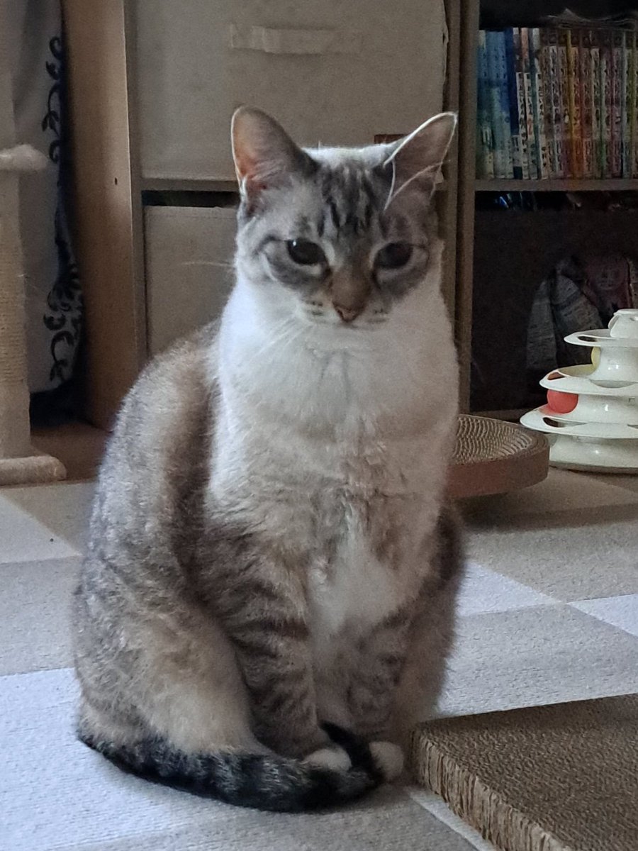 moyashi_Lambkin's tweet photo. おてて温めててかわいい…… https://t.co/RGJdKlf0dQ