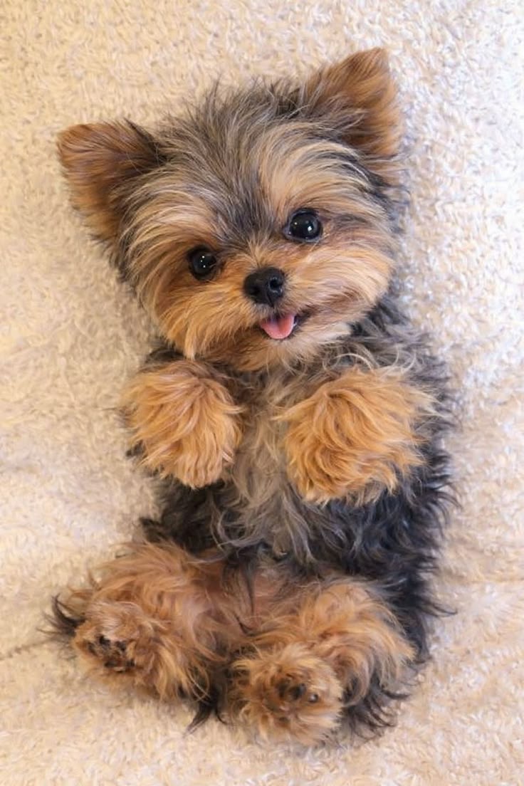 EMDAliciousPro's tweet photo. floppy ears and happy waggy tail vibes 🐶✨ https://t.co/7C89jWjdvA
