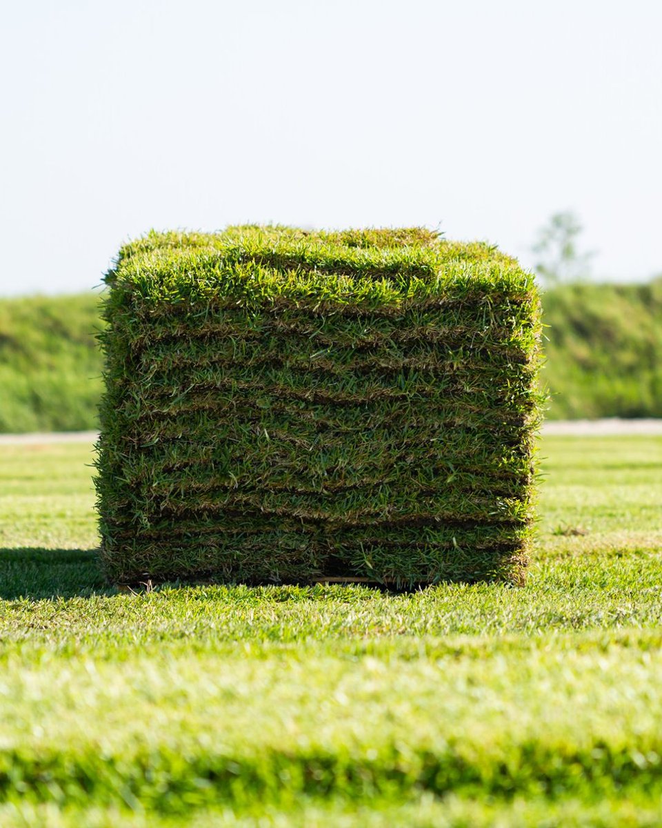 BethelFarms's tweet photo. When you purchase sod from Bethel Farms, you receive farm-fresh, high-quality sod backed by dependable customer service! Every pallet is harvested to order to ensure seamless establishment for any project. 

#sodfarm #farm #grass https://t.co/nrvktF3oRl