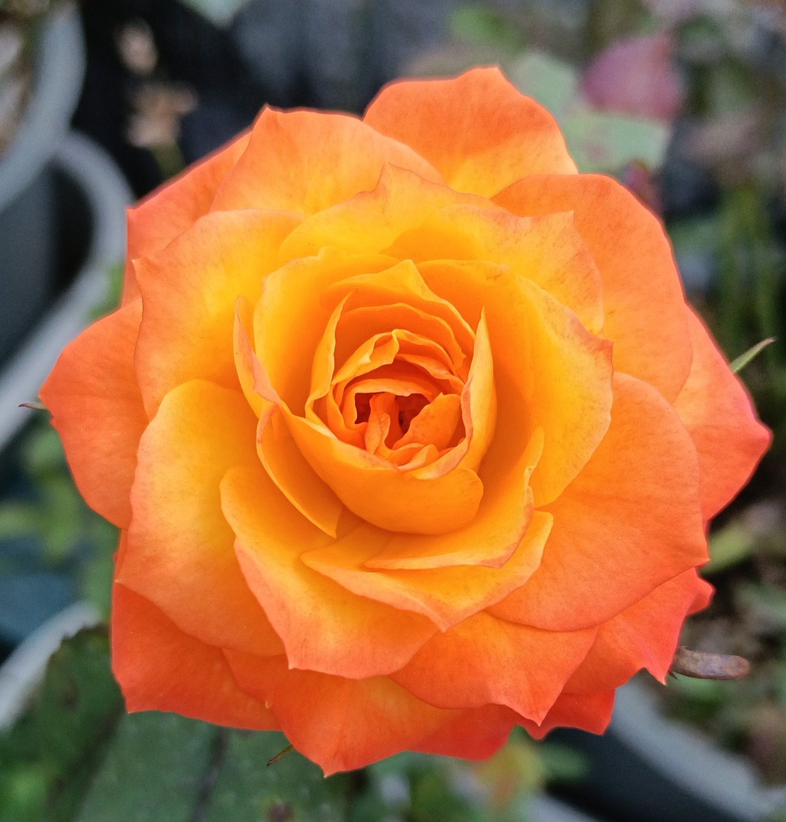 baraniwanohito's tweet photo. カリスマ🌹

#バラ https://t.co/DAzNpSROFT
