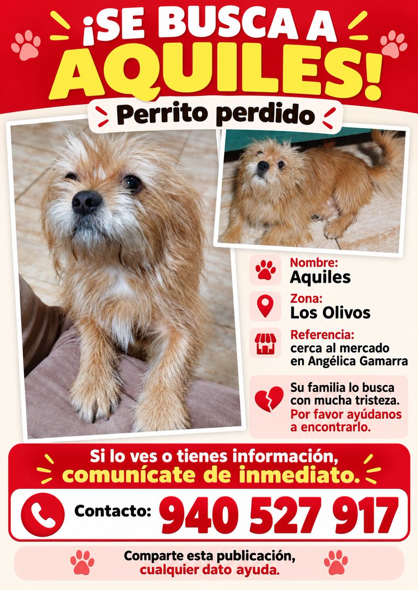 PawFindr's tweet photo. Se busca a Aquiles 🥺🙏 Amigos de Los Olivos, ATENTOS 🚨🔊 COMPARTAN #PawFindr #Mascotas #MascotasPerdidas #ayudaanimal https://t.co/ZxHr2C2Q2c