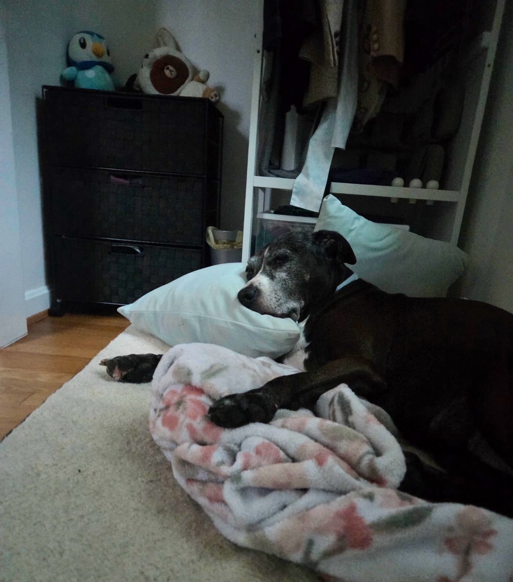 Dubs4Mutts's tweet photo. Is it Friday yet? 😴 ~ BELLE 🌷 
#EndBSL #Dogs #SeniorDogs https://t.co/45QlJTrPDS