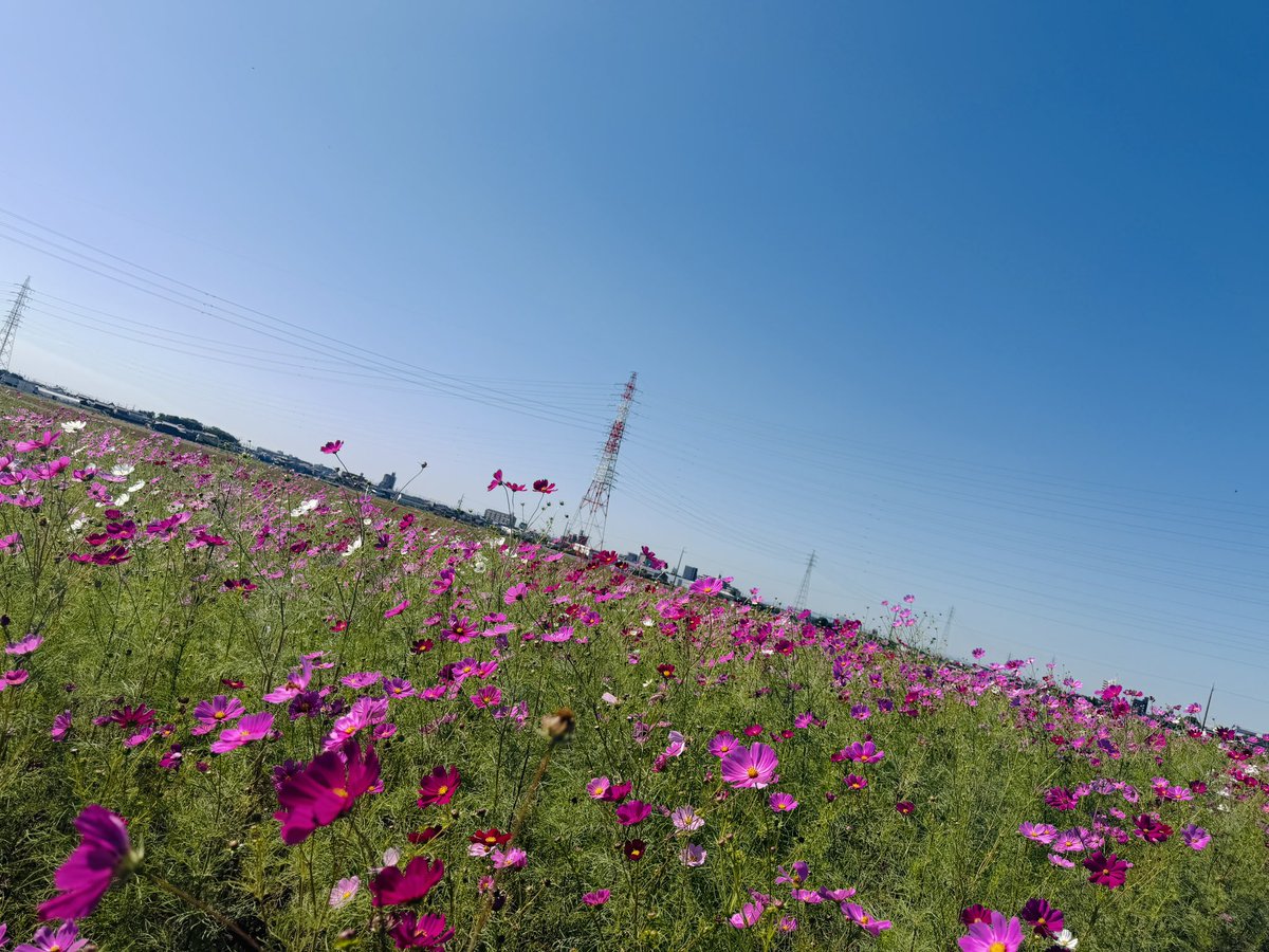 OEP22626077's tweet photo. 毎日更新！OEP最新情報（公式ブログ）はコチラ！！
↓↓↓↓
https://t.co/uqJnIncu8T

コスモスまつり！！（笑）

【OEPオフィシャルHP】
https://t.co/FOKsNmRwYC

#岡田真呼 #おかまこ  #大空店長 #oep #OEP222 #オカダエンタープライズ https://t.co/szpOAChdaB