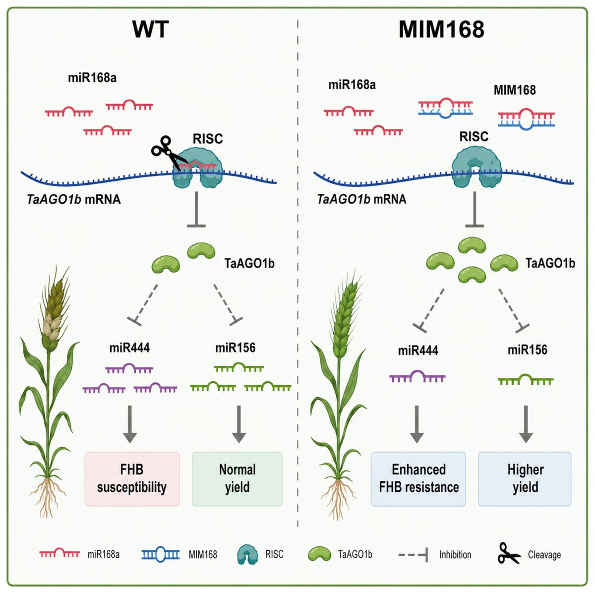 JIPBio's tweet photo. Fusarium head blight causes severe yield loss &amp; mycotoxin contamination in #wheat. This new work by Chen et al. on the miR168a–TaAGO1b module reveals a potential strategy for breeding resistant, high-yielding wheat varieties!
https://t.co/XPeWSyWfj6 @WileyLifeSci #PlantSci #JIPB https://t.co/JGPvFykLYI