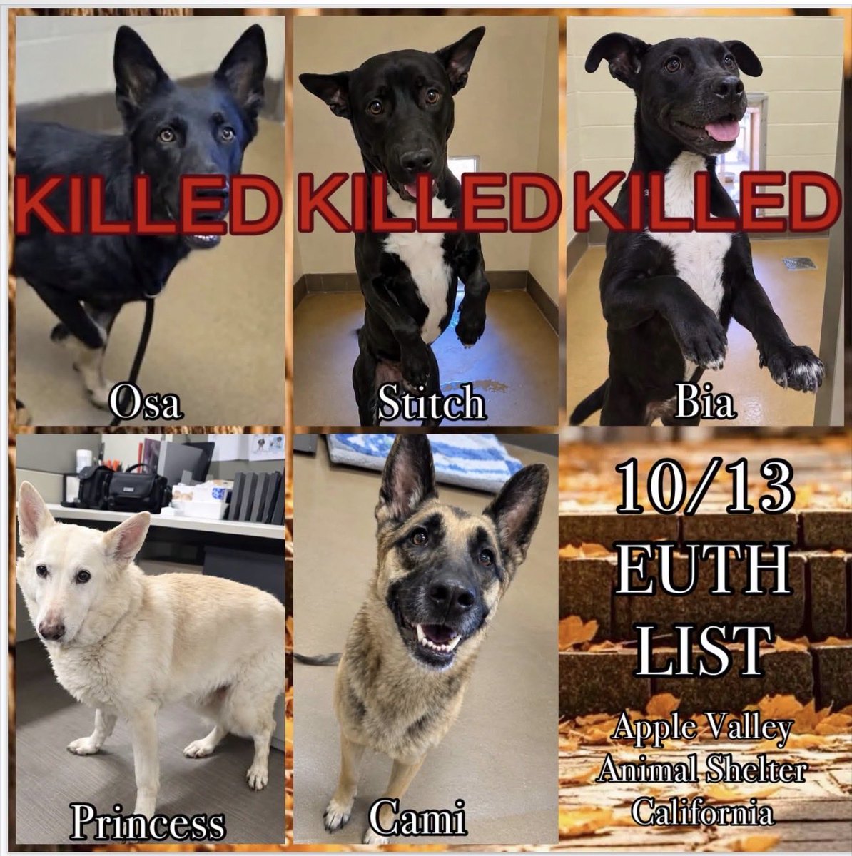 KellyG581976179's tweet photo. Please if you can foster or adopt GSD Cami, please say so now .
This awful “shelter “ just killed 3 other beautiful, healthy dogs on their kill list
💔🤬 https://t.co/8YsrcbvGFk