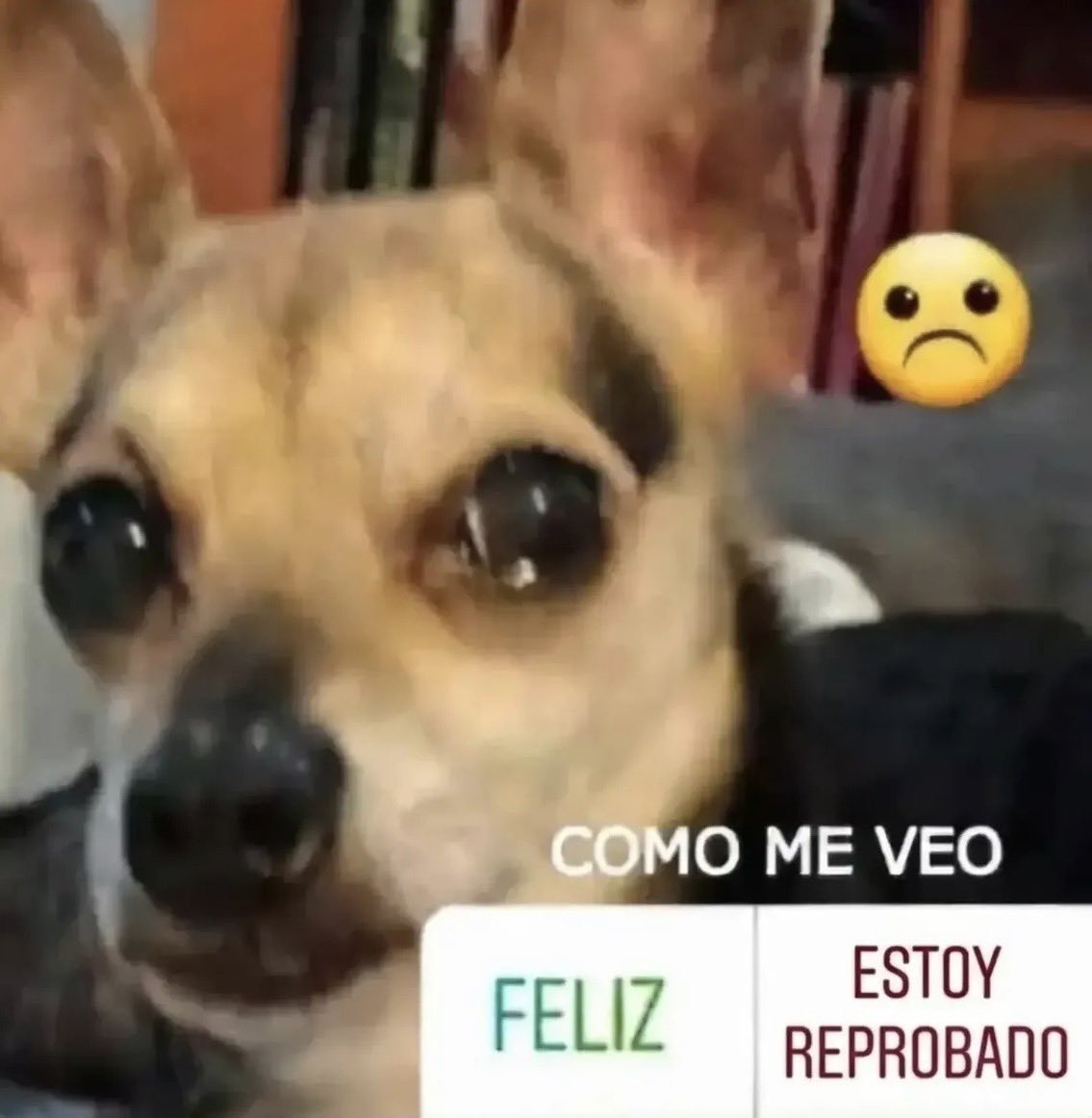 Galaxia_noel1_'s tweet photo. Yo después d ver mis calificaciones en los examenes: https://t.co/TeDZ6FOAJx
