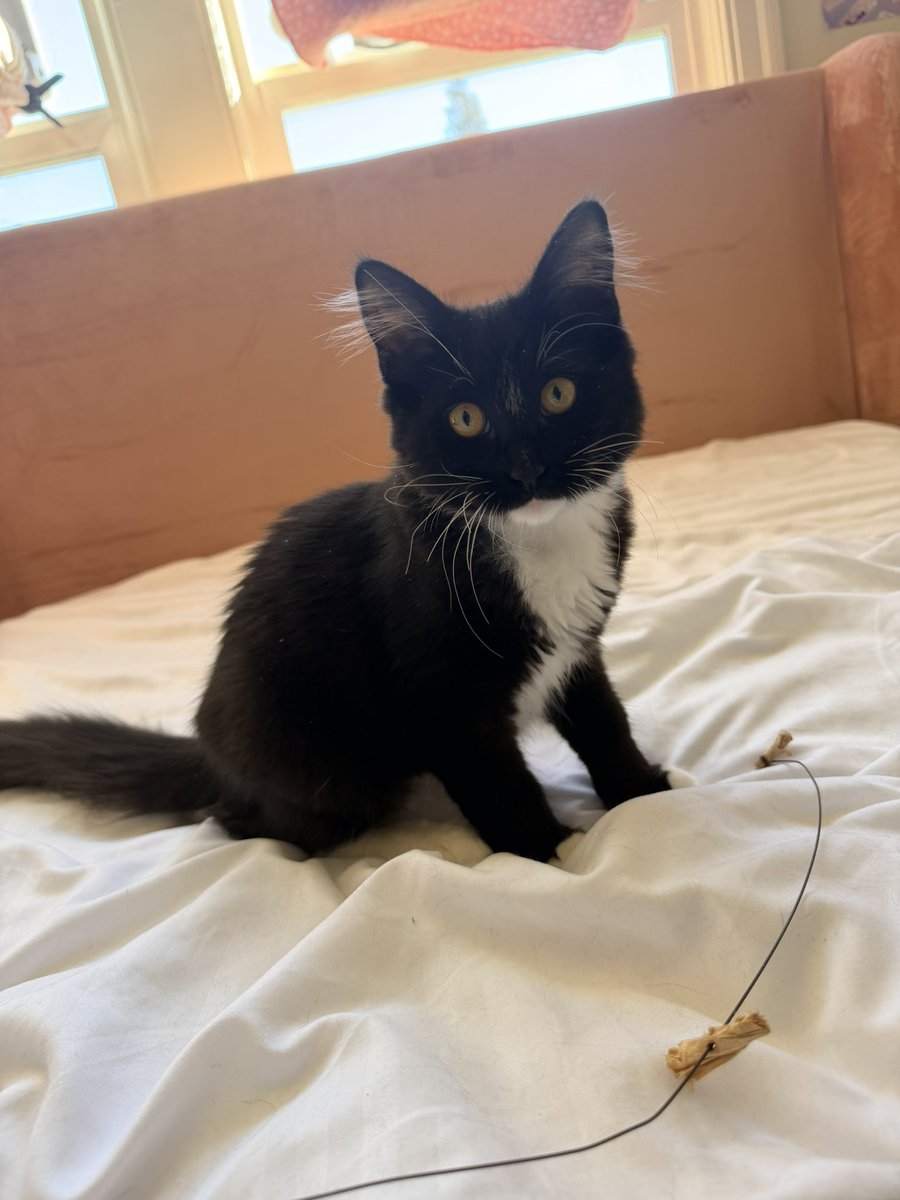 microcake's tweet photo. back home from europe!! so happy to be back with my little monsters. noctis has been improving so much with his fluid therapy and medication while i was away, i'm happy to be back and take care of them again 🥰🥰🥰 https://t.co/VWERndx7SG