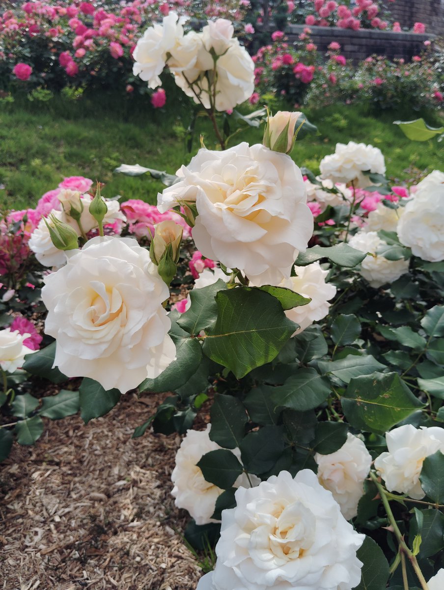 FWLMacZ95u95352's tweet photo. Soft 

Echo 

Awakening  

Quiet light—does it still stir your settled shadows,  
reminding you how silence holds a trembling bloom?

光と影のあわいを  
そっと抱きしめてゆく  

quietglow #余白の温度 #薔薇の詩集12の13.光の残響

私の大切な📸 https://t.co/VhklMEZiN6