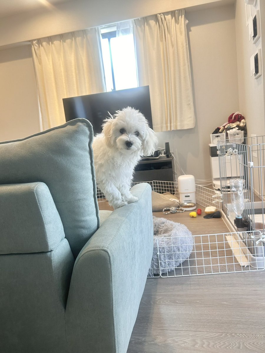 0pirune's tweet photo. 朝のひょっこり犬 https://t.co/ZSpkMUMvxy