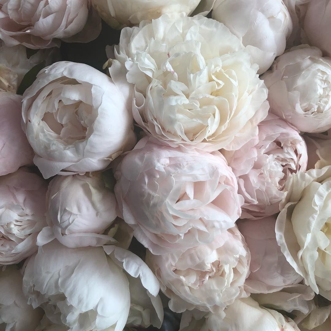 barbiiiella_'s tweet photo. and when you see peonies, swans, foggy weather or cloudy skies, think of me ⋆ฺ࿐🪽🗝️ ﾞ♪．゜㌔ https://t.co/qzzfvQBmeK