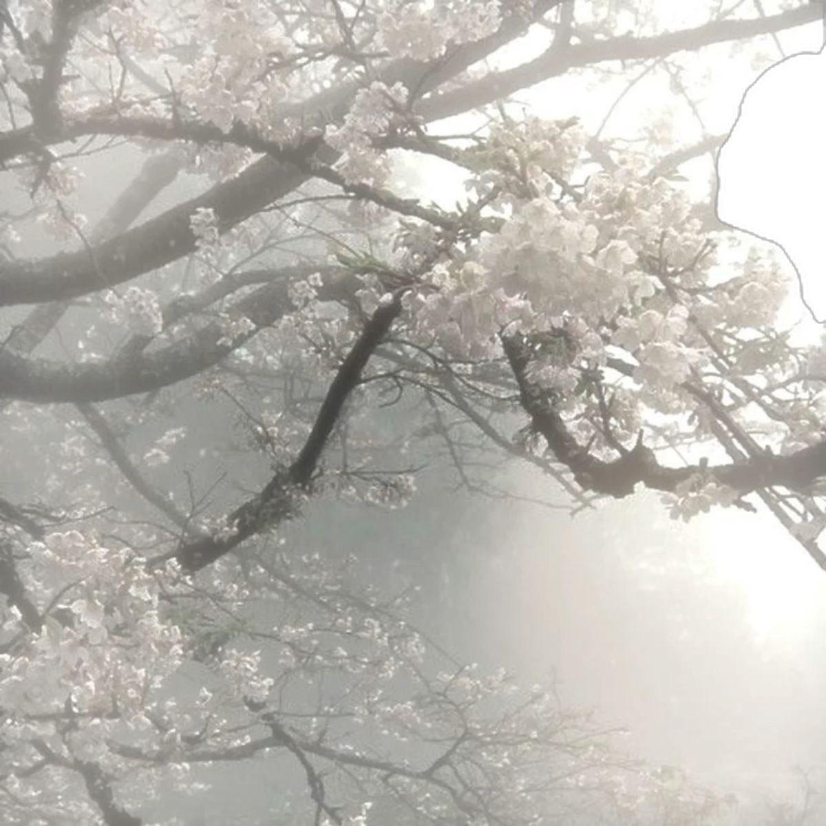 barbiiiella_'s tweet photo. and when you see peonies, swans, foggy weather or cloudy skies, think of me ⋆ฺ࿐🪽🗝️ ﾞ♪．゜㌔ https://t.co/qzzfvQBmeK