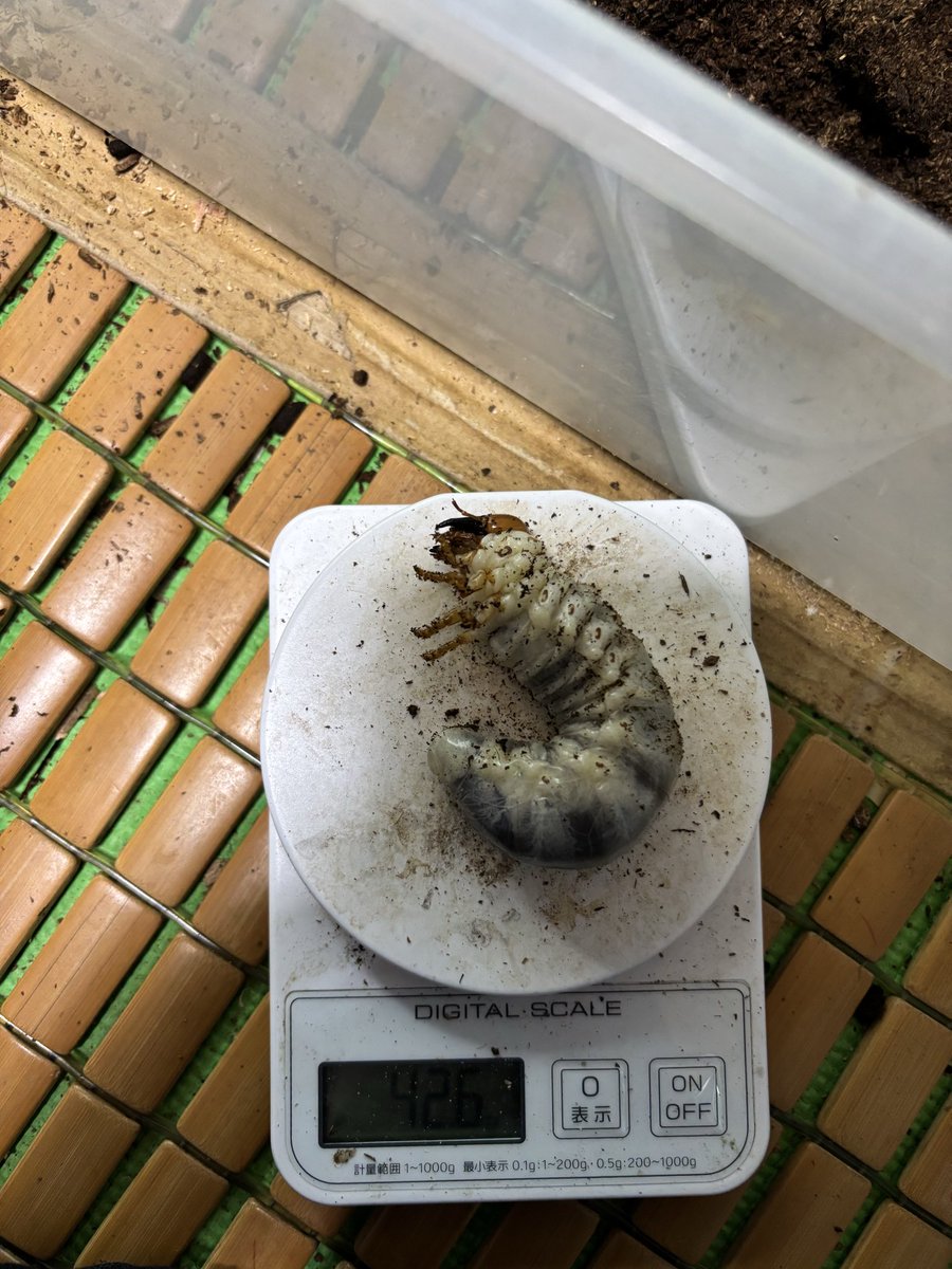 qkNDX3o7hZePSA6's tweet photo. 4月孵化のパラワン🐛
累代回せる程度の数しかやってないからRushマットで最後まで行こうと思ってたけどこの前初めてヒラタケブロック買ったから今から菌糸で🍄

1400にしたけど♂はもっとデカいやつが良かった😅 https://t.co/AAc5nOSudj