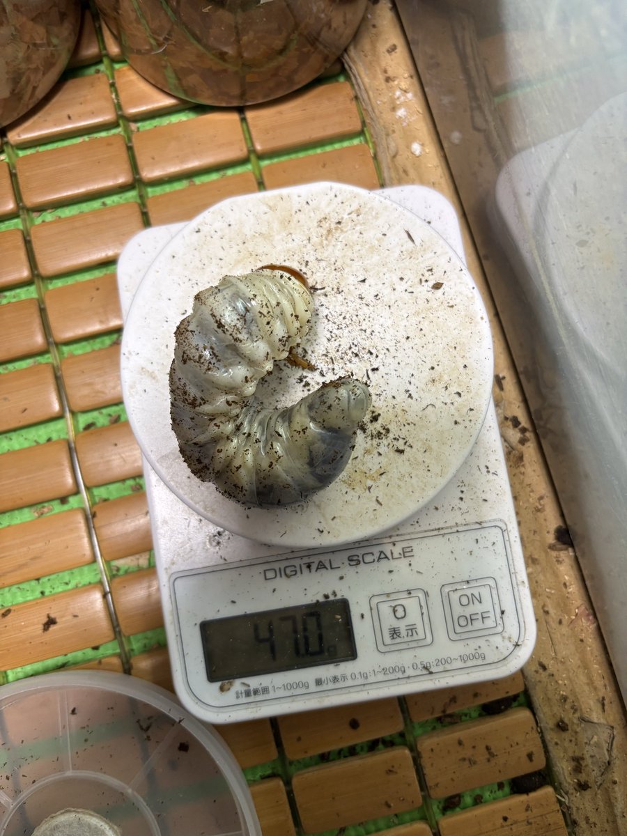 qkNDX3o7hZePSA6's tweet photo. 4月孵化のパラワン🐛
累代回せる程度の数しかやってないからRushマットで最後まで行こうと思ってたけどこの前初めてヒラタケブロック買ったから今から菌糸で🍄

1400にしたけど♂はもっとデカいやつが良かった😅 https://t.co/AAc5nOSudj