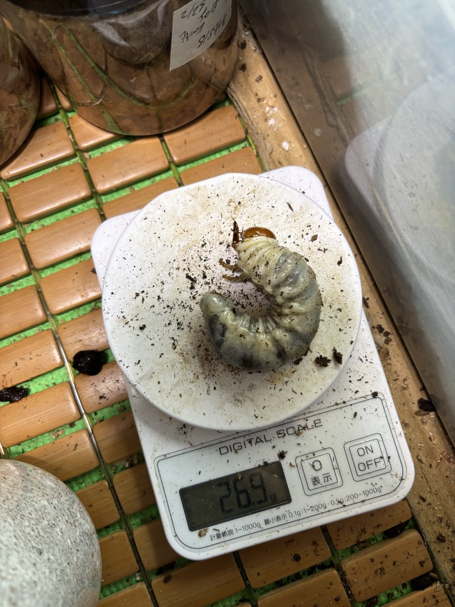qkNDX3o7hZePSA6's tweet photo. 4月孵化のパラワン🐛
累代回せる程度の数しかやってないからRushマットで最後まで行こうと思ってたけどこの前初めてヒラタケブロック買ったから今から菌糸で🍄

1400にしたけど♂はもっとデカいやつが良かった😅 https://t.co/AAc5nOSudj