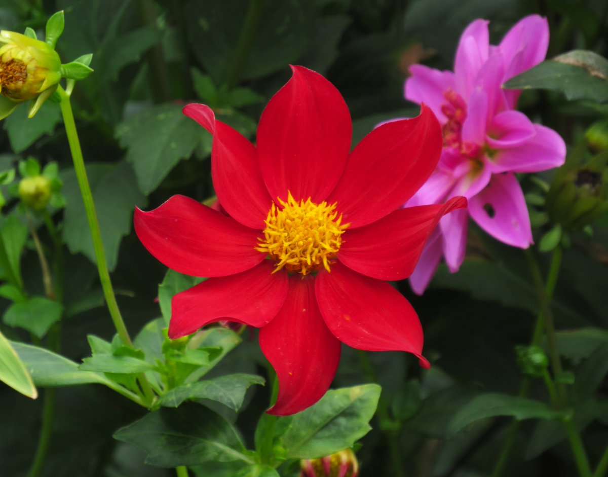 MatthewShute's tweet photo. Flaming flora, framed by fertile foliage, flaunt their fantastical flourishing
#FlowersOnFriday
🌿 🌹 ❤️‍🔥 💚 https://t.co/52LEqv3Z4I