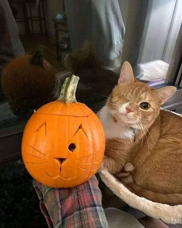 PunchingCat tweet picture
