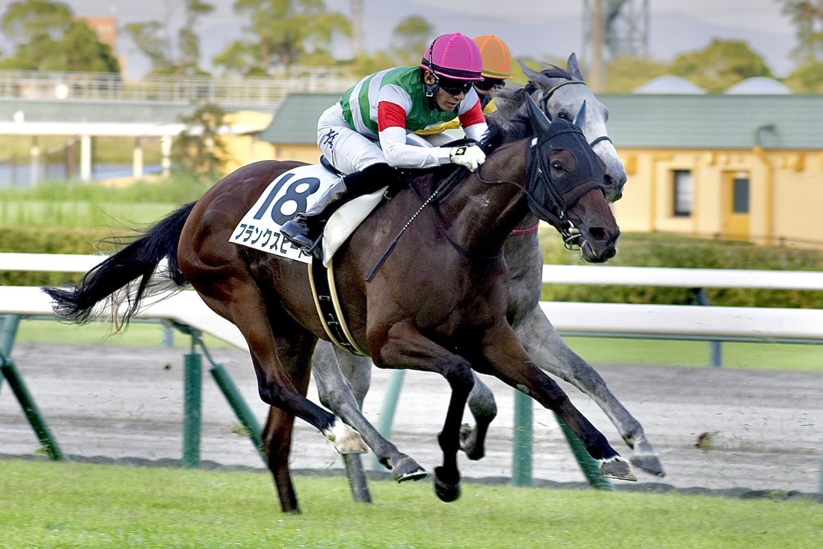 MSpecialweek's tweet photo. フランクスピードは１８日の新潟・芝１２００ｍに出走が確定しました。バランスの取り方に注文がつき、コントロール面に課題がある仔だけに、開幕週の良馬場で走らせてあげられそうなのは好材料だと思います。初コンビとなる古川奈騎手ともコンタクト済み。流れに乗って能力を発揮できたらいいですね💥 https://t.co/PlztCGA3rj