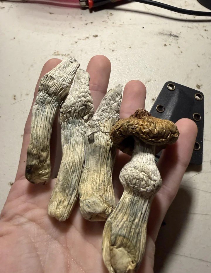 zhillacoke's tweet photo. On my way to getting litttttt
#mushroom #shrooms #shroom https://t.co/f5cjSCRLnj