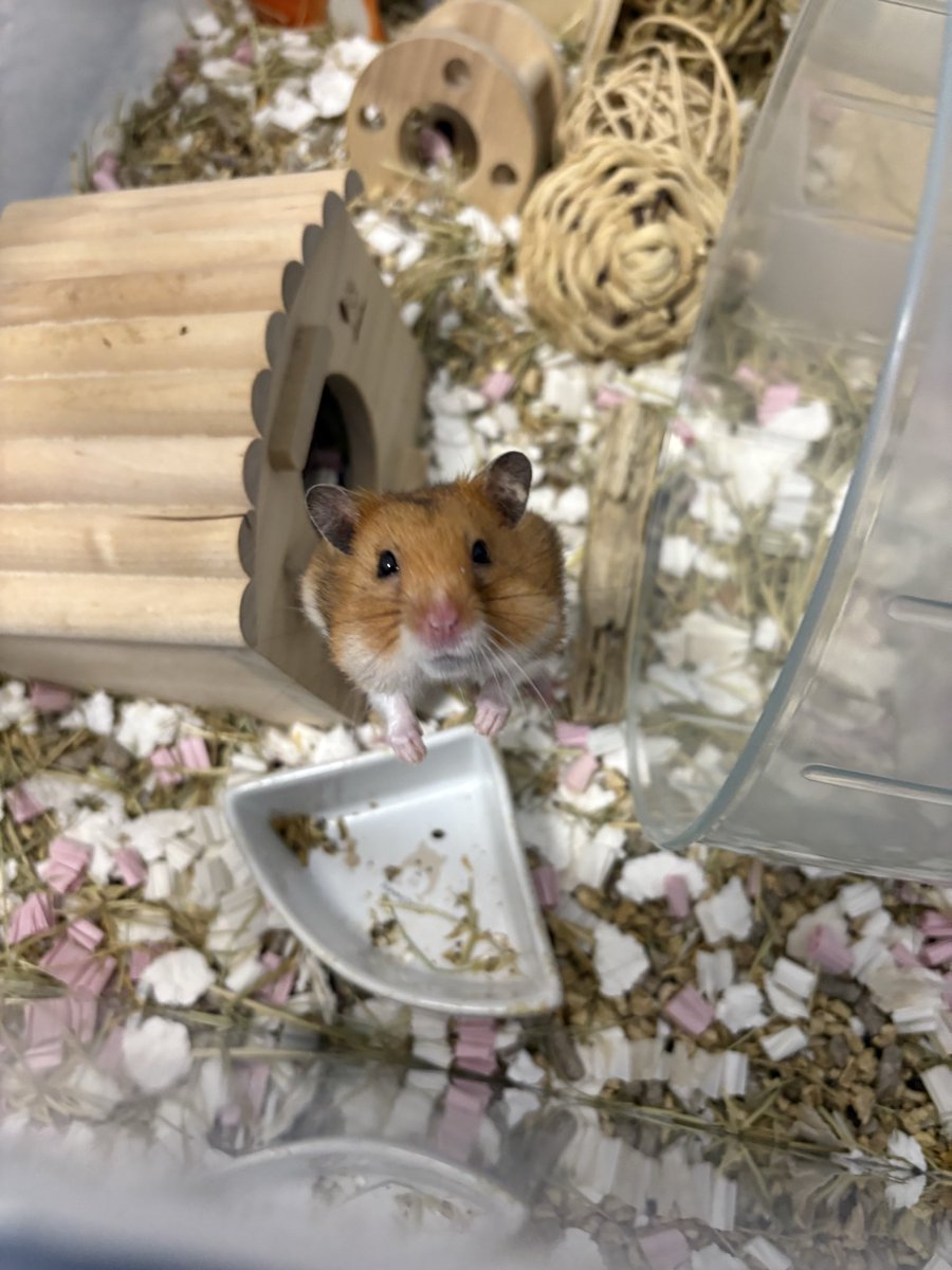 Daifuku_007's tweet photo. 紹介してなかったから紹介します！ゴールデンハムスターのチュロスくんです！良く出して出してアピールしたり良く食べたりしたり回し車で回ったりと元気な男の子です！！

#ハムスター
#ハムスターのいる生活 https://t.co/xdW8MEuD3W