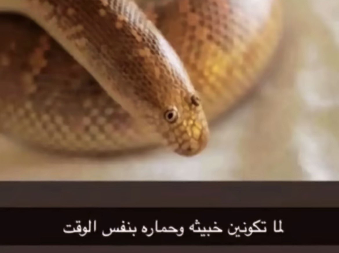 lll8ii9's tweet photo. @gdy707 كني اشوفها https://t.co/YRe0ppTXkU