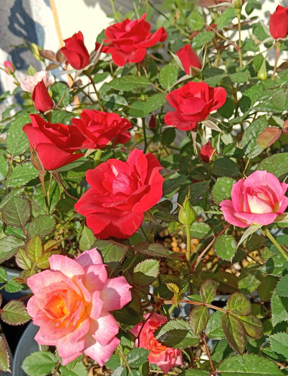 baraniwanohito's tweet photo. 開花しそうな鉢から一等地へ並べ
開花終わりは養生ゾーンへ移動してます。

この時期は朝起きてバラを見るのが楽しみ！🤭💕

#ミニバラ https://t.co/3Jn15OORU2
