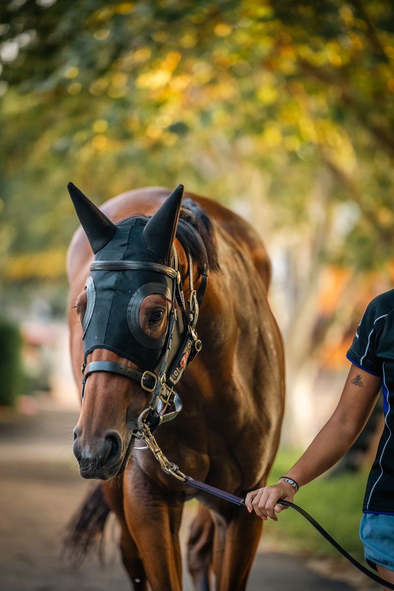 cwallerracing's tweet photo. The quiet moments behind the scenes. 

A glimpse into life around the stables, where the work starts long before race day. 

FT Joliestar, Autumn Glow, Soul Of Spain &amp; Beiwacht https://t.co/J2RzxBvNn3
