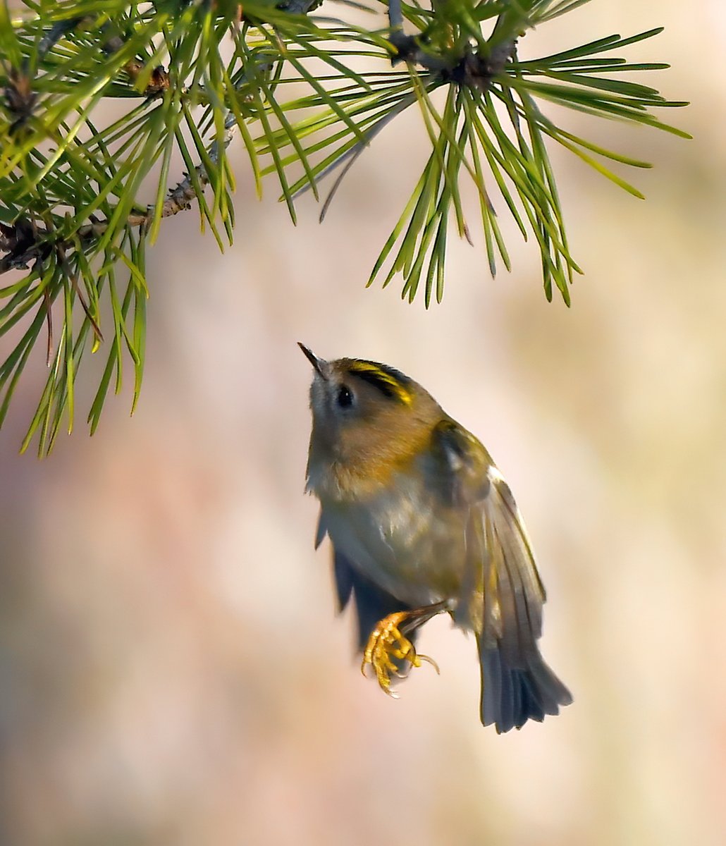 CarlBovisNature tweet picture
