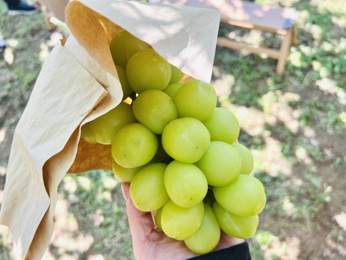 Reve21_PR's tweet photo. おはようございます！
21号機です

きんきんきんようび🍇
大阪市は晴れ☀️

川崎スタッフ モフ味さんは
初めてのはとバスで
山梨日帰りツアーへ🚌✨
大粒のシャインマスカット狩り🍇
※写真は社員ブログより
https://t.co/LuRfymuzcN

富士山ソフトもおいしそう🍦
青い部分はヨーグルト味😳
本日も悩み無用で
まいりましょう(^O^)／

#企業公式が毎朝地元の天気を言い合う
#はとバス #シャインマスカット狩り
#山梨観光 #富士山