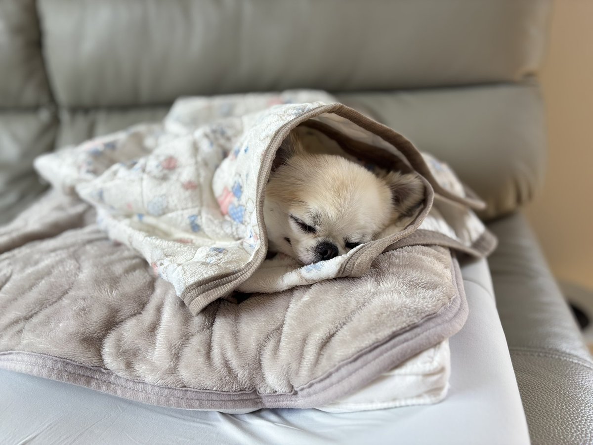 chihuahua_ume's tweet photo. 布重ねすぎ https://t.co/FqZFPnZXcQ