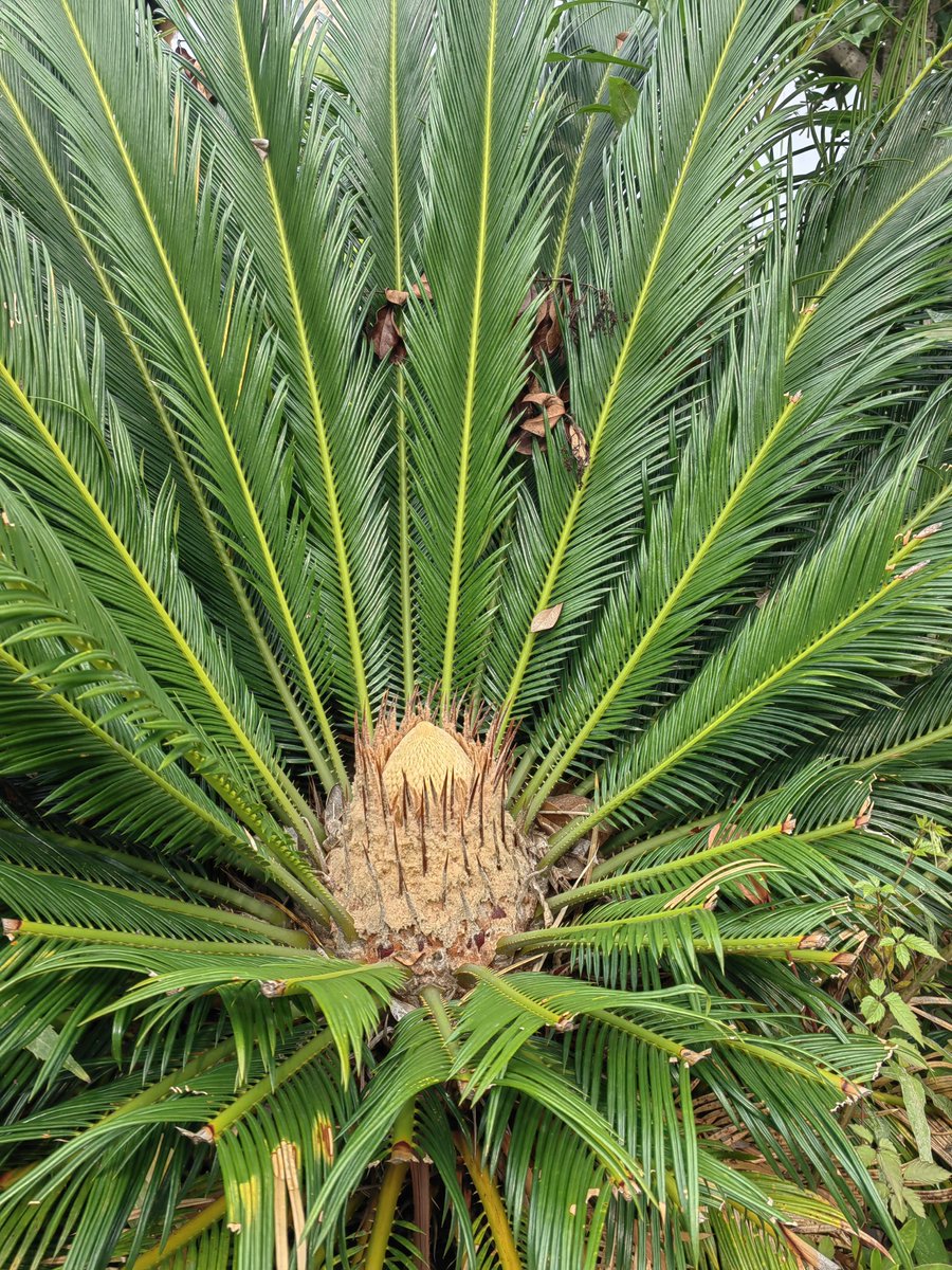 10_hanaka_15's tweet photo. 新しい命が、古い葉の間から顔を出す🌱
時を重ねるほど深まる、植物の美しさ🍃  
#蘇鉄
#植物好き
#緑のある暮らし
#自然美 https://t.co/MlzdUyZD75