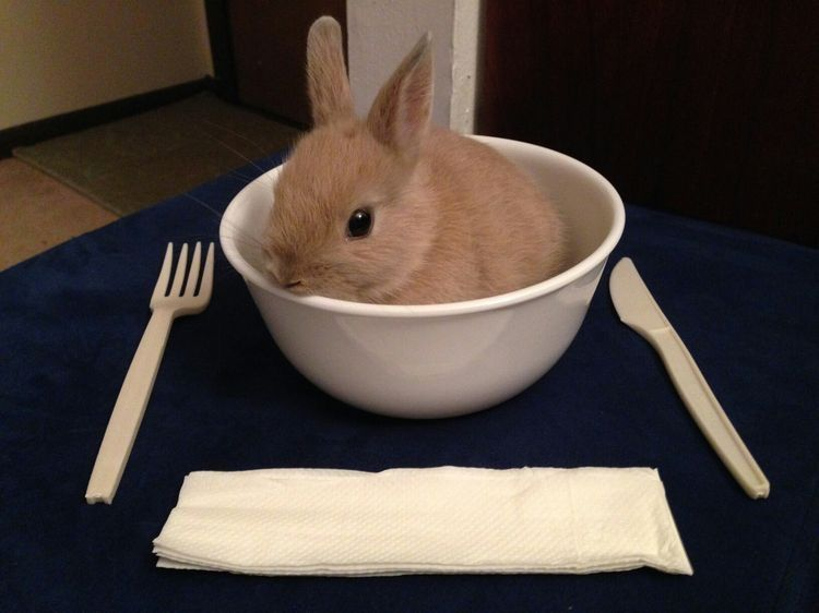 ashyaywoohoo's tweet photo. oh hello bunny and why are you my dinner even!! https://t.co/dW85YeiFxl