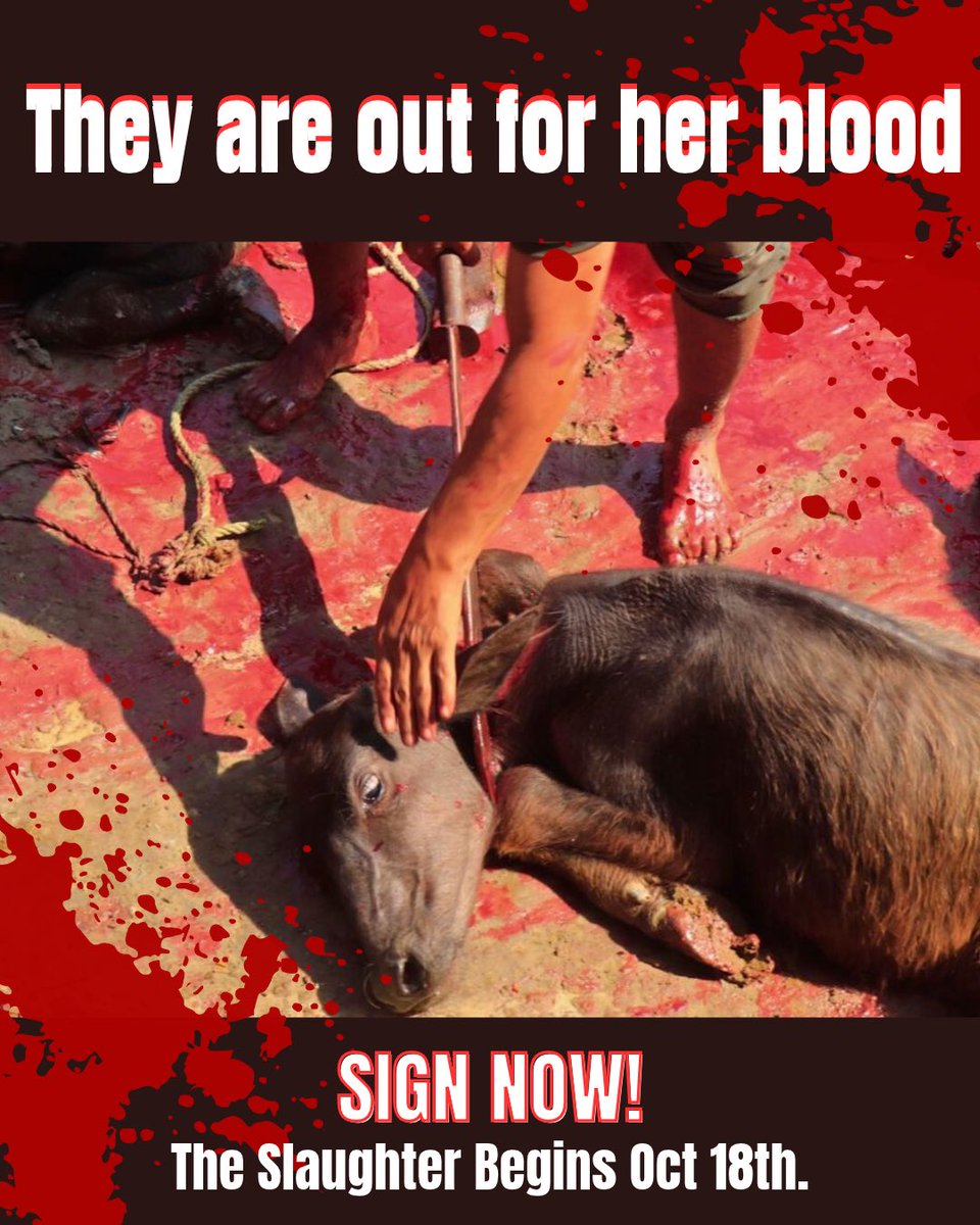 ARMInvestigatio's tweet photo. 🚨‼️URGENT CTA: The countdown to Nepal’s Dashain slaughter-fest begins in just days! Link 👇⏰🔪🔗 We NEED you!

We MUST get as many signatures as possible to fight against this inhumanity. 

🙏Help us hit 1,000 by tomorrow morning….then share the link to everyone you know.

Change only happens when you participate and there’s an uproar…so lets create one today! Don’t wait the animals of Nepal are counting on you not to look away. 

https://t.co/IzSyWg70dv

#animalsacrifice #Dashainfestival2026 #nepal #animalcruelty #protectanimal