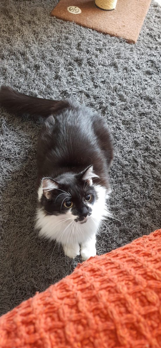 lisnfrog's tweet photo. my girlfriend's fatass cat as Fika  #overwatch https://t.co/t2AnKuHI44