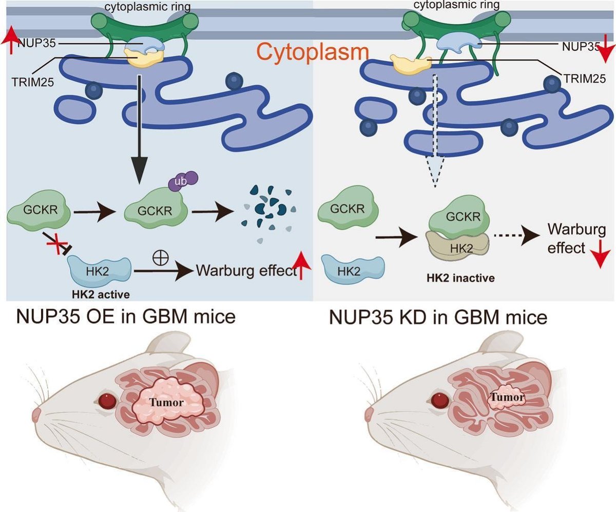 NeuralCell's tweet photo. Researchers including Zhi Geng, Cheng Yuan, and Zeying Yua integrated multi-omics bioinformatics analyses with in vitro and in vivo functional experiments to investigate the role and mechanism of nucleoporin 35 (NUP35) in #glioblastoma glycolytic reprogramming. 🧠

Learn more: https://t.co/zey5s4UZ1n