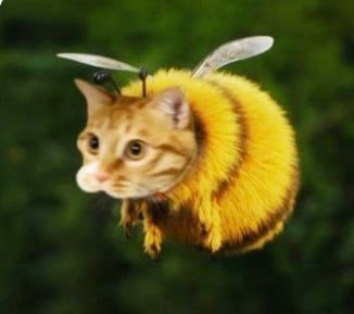 gatinarios's tweet photo. to chegando aí minha flor https://t.co/y5rX0ZyJG0