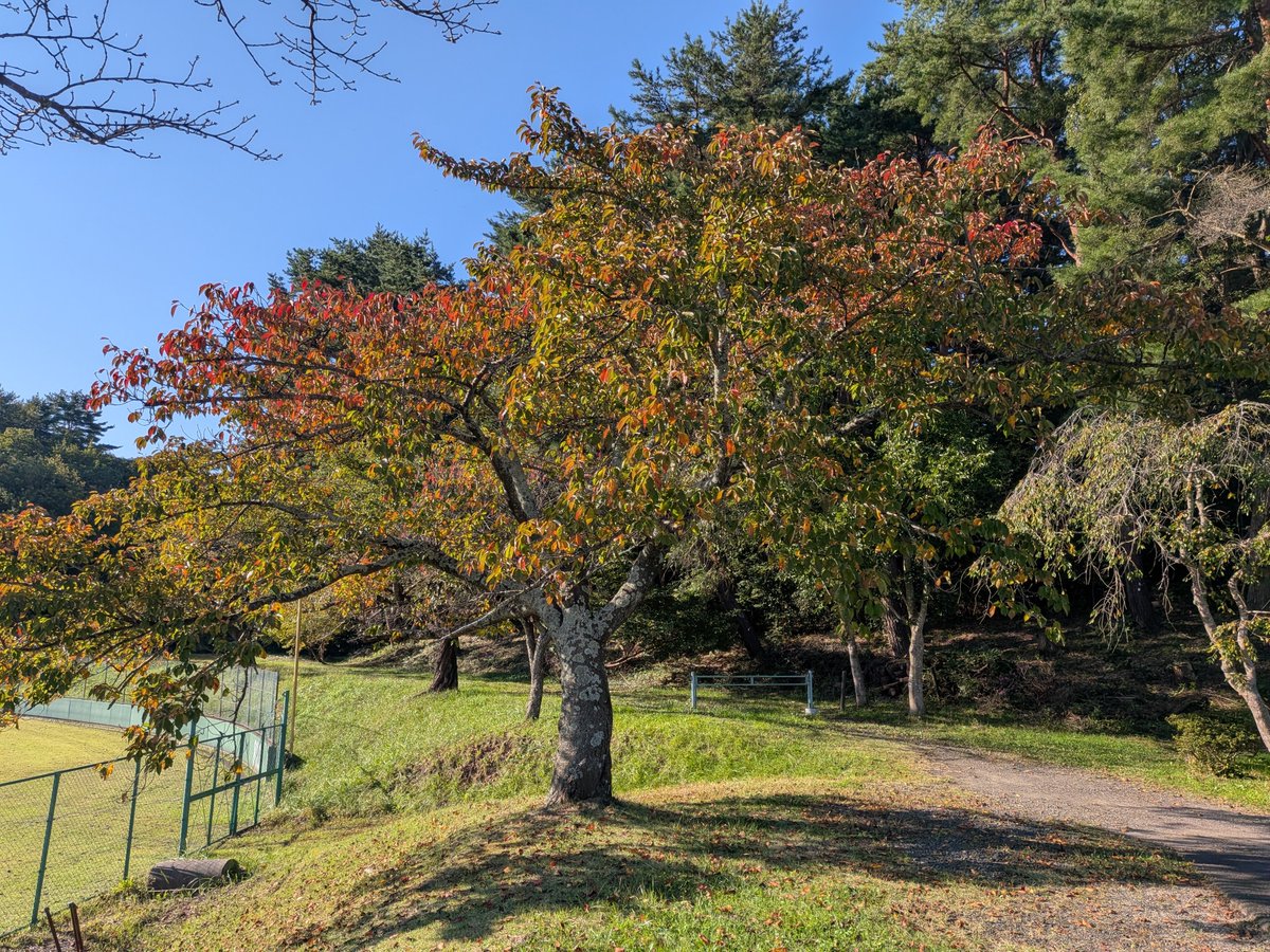 eishinder's tweet photo. 公園を朝ラン。木が少し色付いてきました。快晴の青空で気持ち良かった。新聞のチラシにフリースやダウンの写真が。秋が深まってきましたかねぇ～。 https://t.co/DQVQ9fed6j