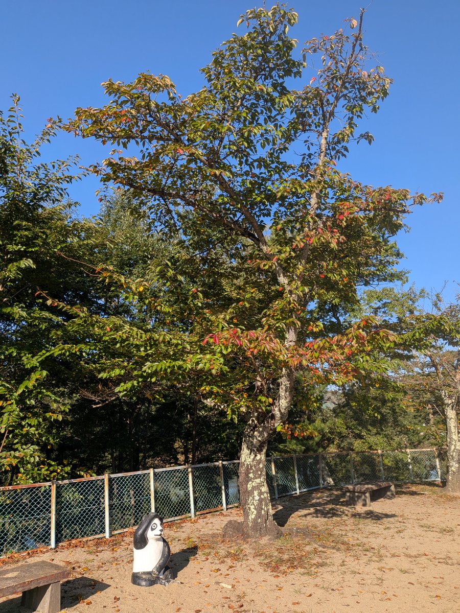 eishinder's tweet photo. 公園を朝ラン。木が少し色付いてきました。快晴の青空で気持ち良かった。新聞のチラシにフリースやダウンの写真が。秋が深まってきましたかねぇ～。 https://t.co/DQVQ9fed6j