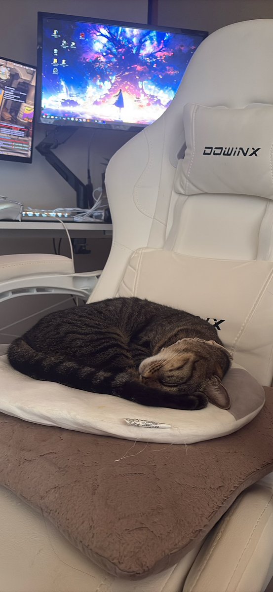 12_tm_10's tweet photo. 見下ろして来た猫が颯爽と椅子に座ってるうちのお姫様 https://t.co/zzCObU1yNW