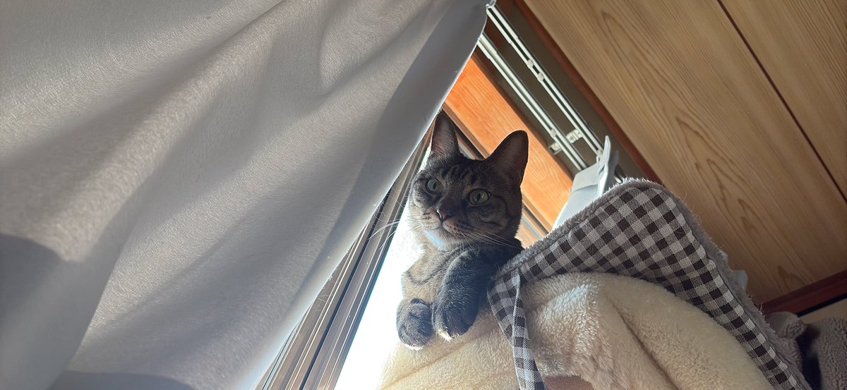 12_tm_10's tweet photo. 見下ろして来た猫が颯爽と椅子に座ってるうちのお姫様 https://t.co/zzCObU1yNW