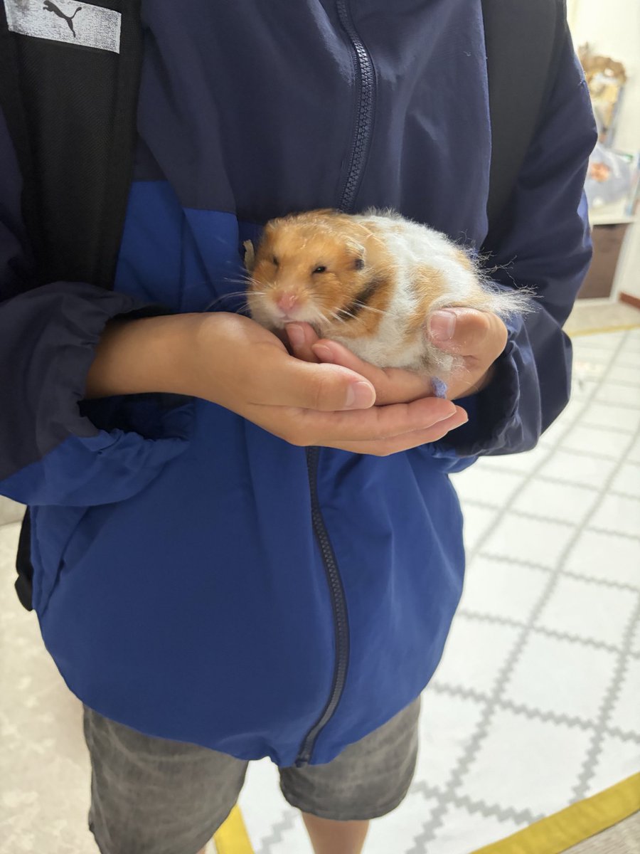 ciitan1001's tweet photo. でっか。笑
ちーたんいる時はあんま思わなかったけど、こう見るとデッカハムすぎる。笑
モルモットかな😃😃 https://t.co/1EoiVuV52U