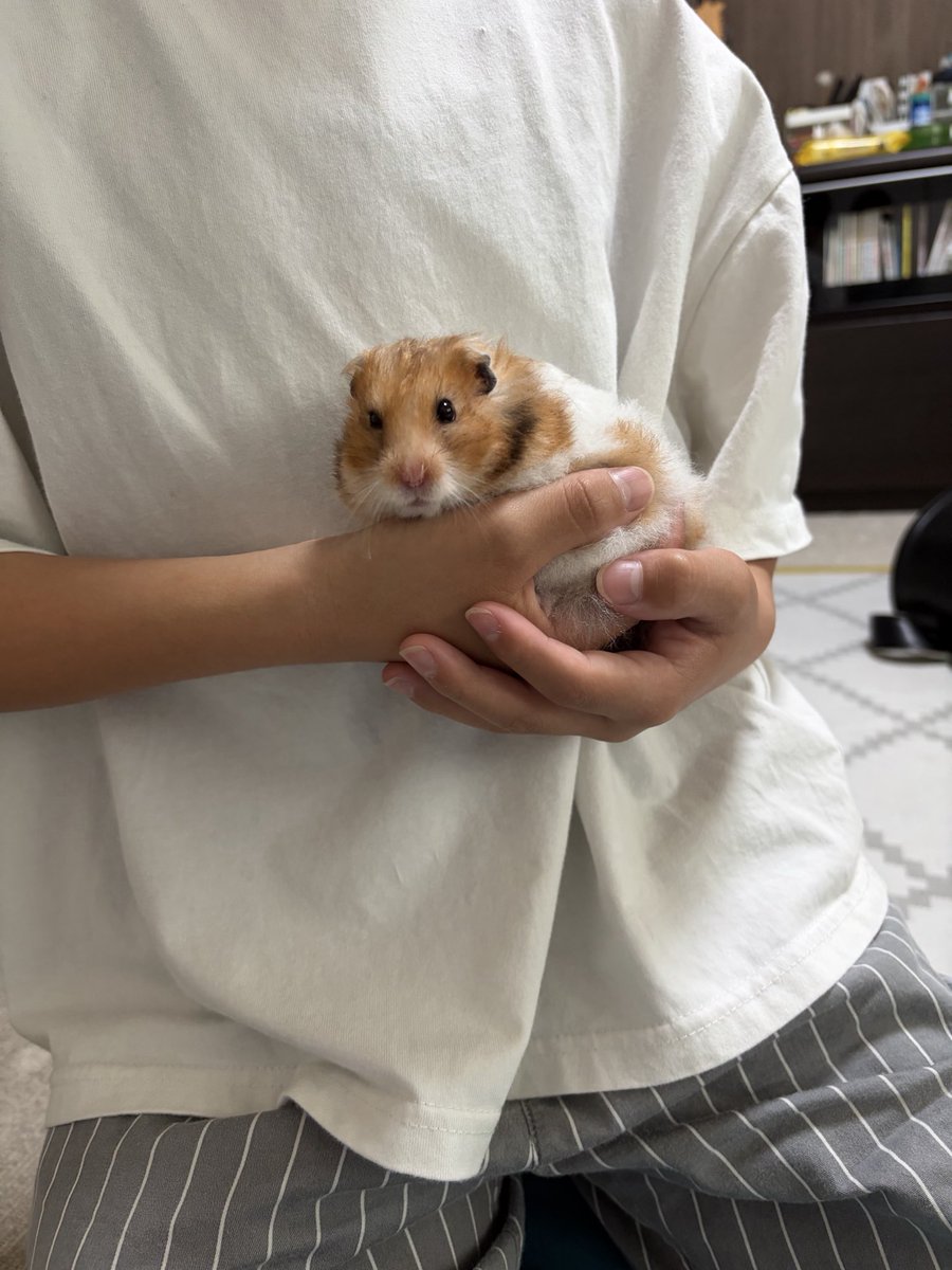 ciitan1001's tweet photo. でっか。笑
ちーたんいる時はあんま思わなかったけど、こう見るとデッカハムすぎる。笑
モルモットかな😃😃 https://t.co/1EoiVuV52U