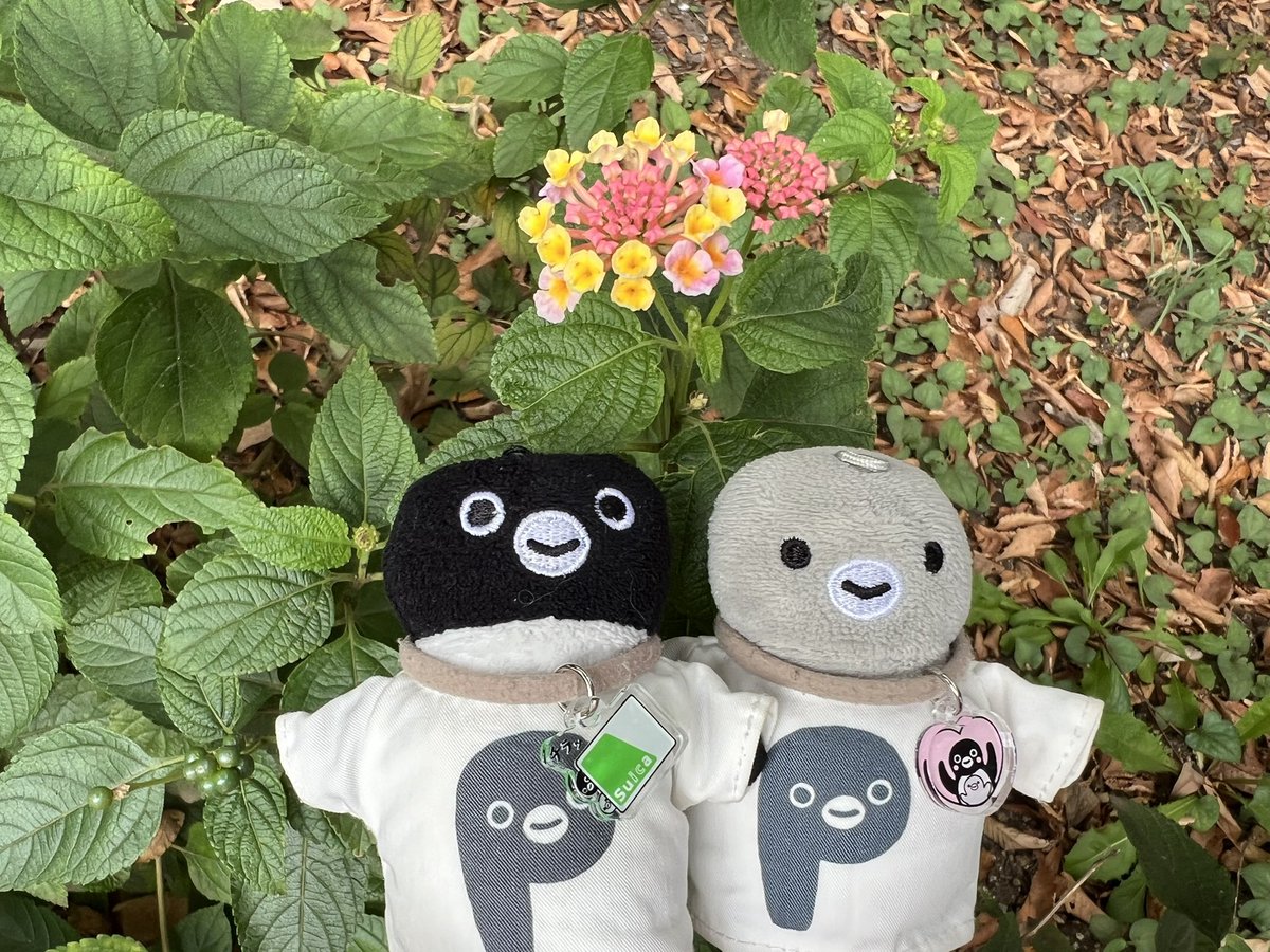 qa_apy's tweet photo. おはようございます(･ー･) https://t.co/mfn6lwDAQs