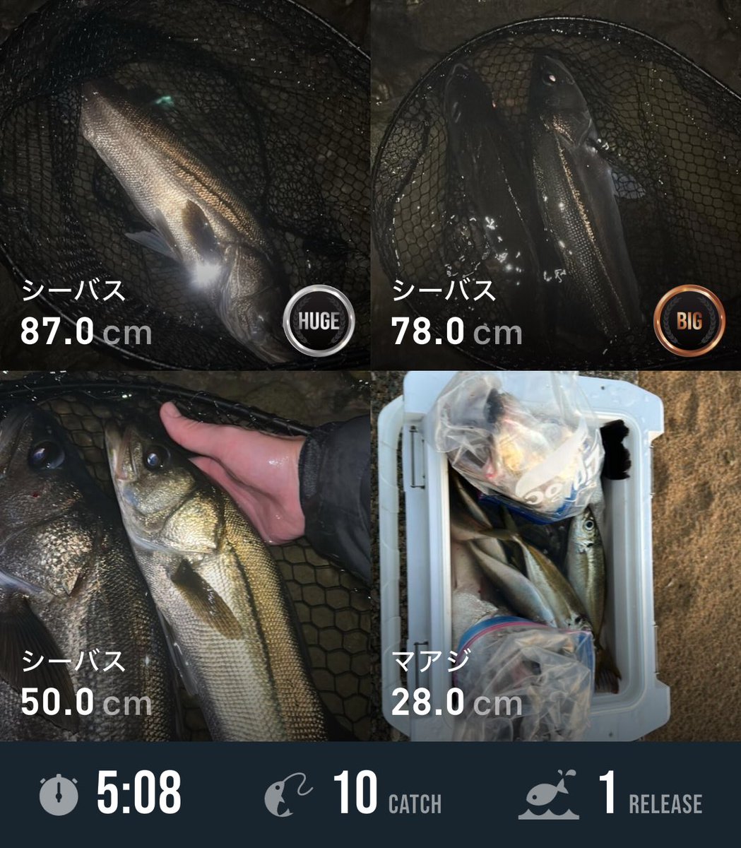 ShepherdTakuya's tweet photo. 10月16日の釣果はこれ！ #FishRanker #釣りなう https://t.co/f2BDfgeNHn https://t.co/1SuuFDBNlO